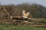 CORGI PEMBROKE 884